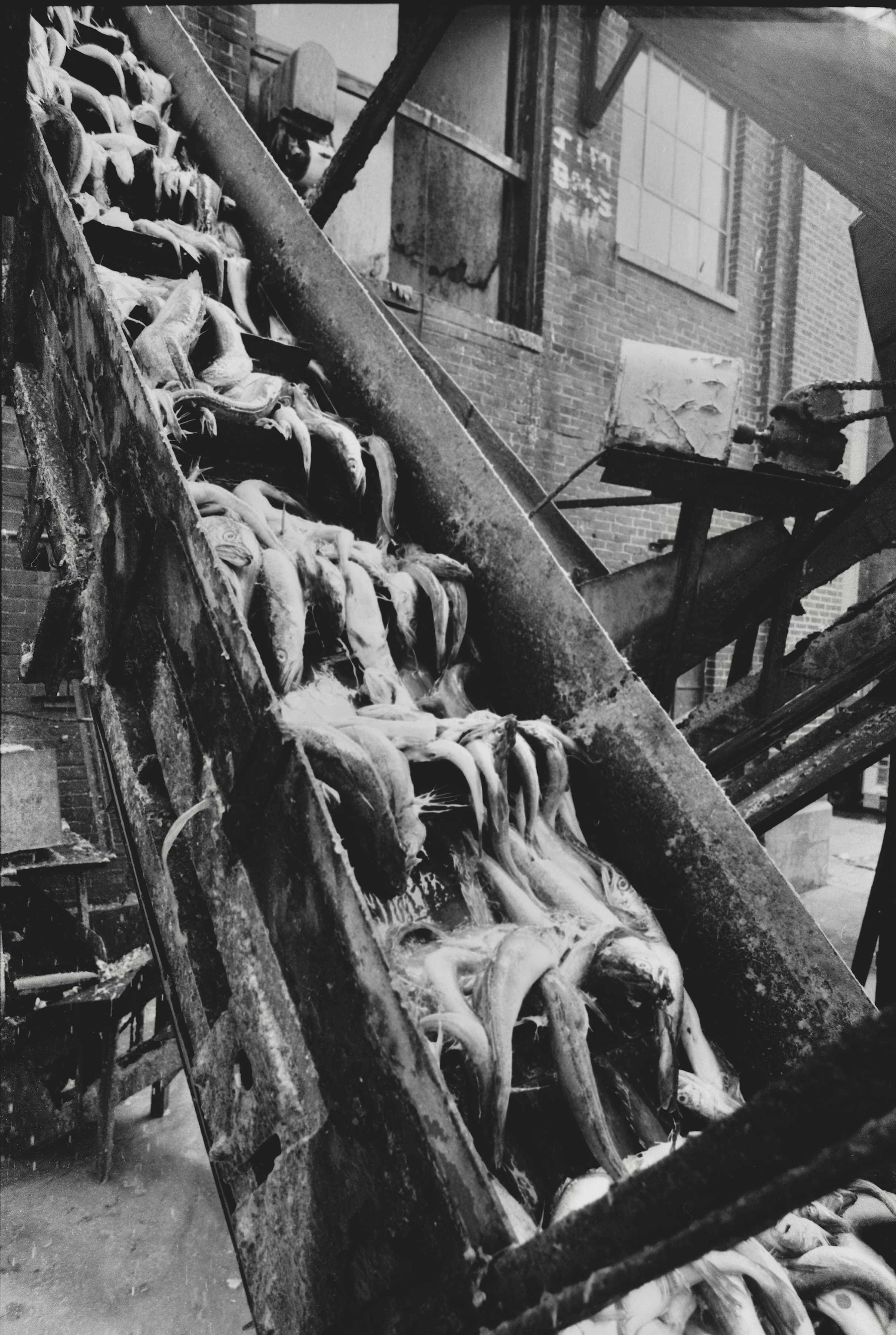 Black-and-white photograph of fish moving along an industrial conveyor at the State Fish Pier in Gloucester.